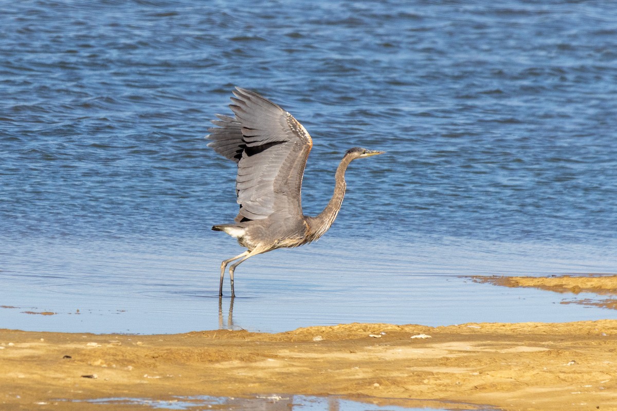 Great Blue Heron - ML643247611