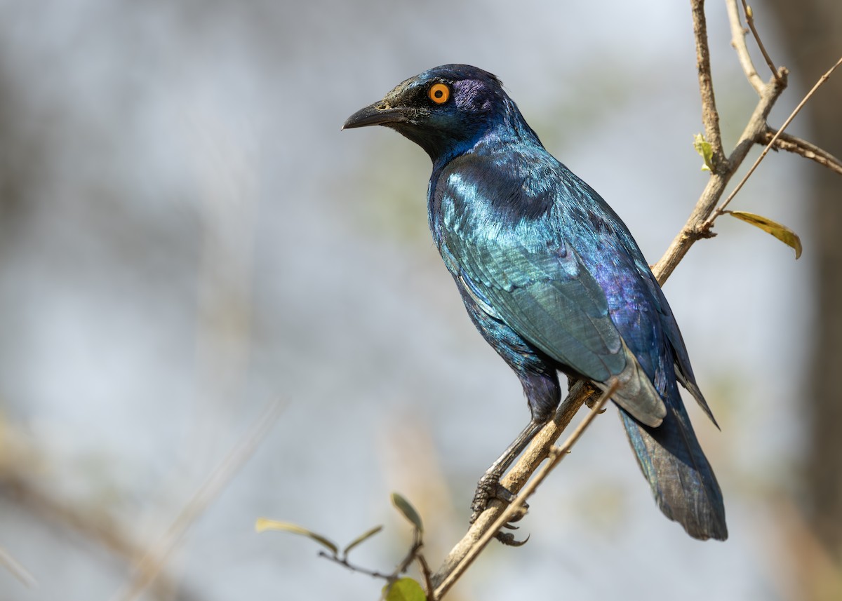 Greater Blue-eared Starling - ML643247612