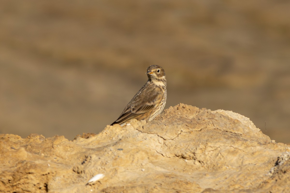 American Pipit - ML643247624
