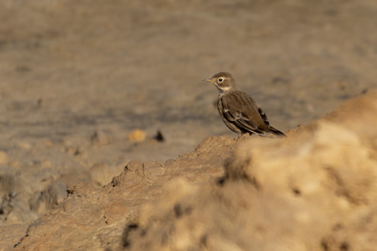 American Pipit - ML643247630