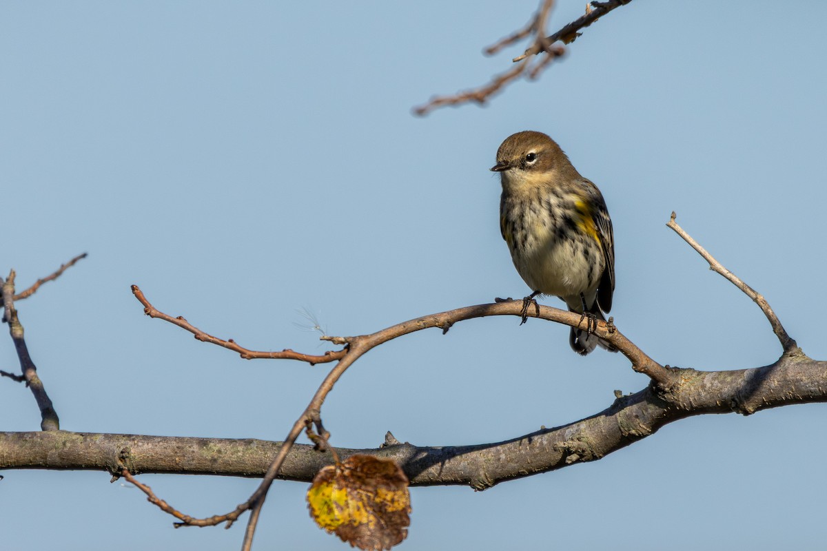 Yellow-rumped Warbler - ML643247641