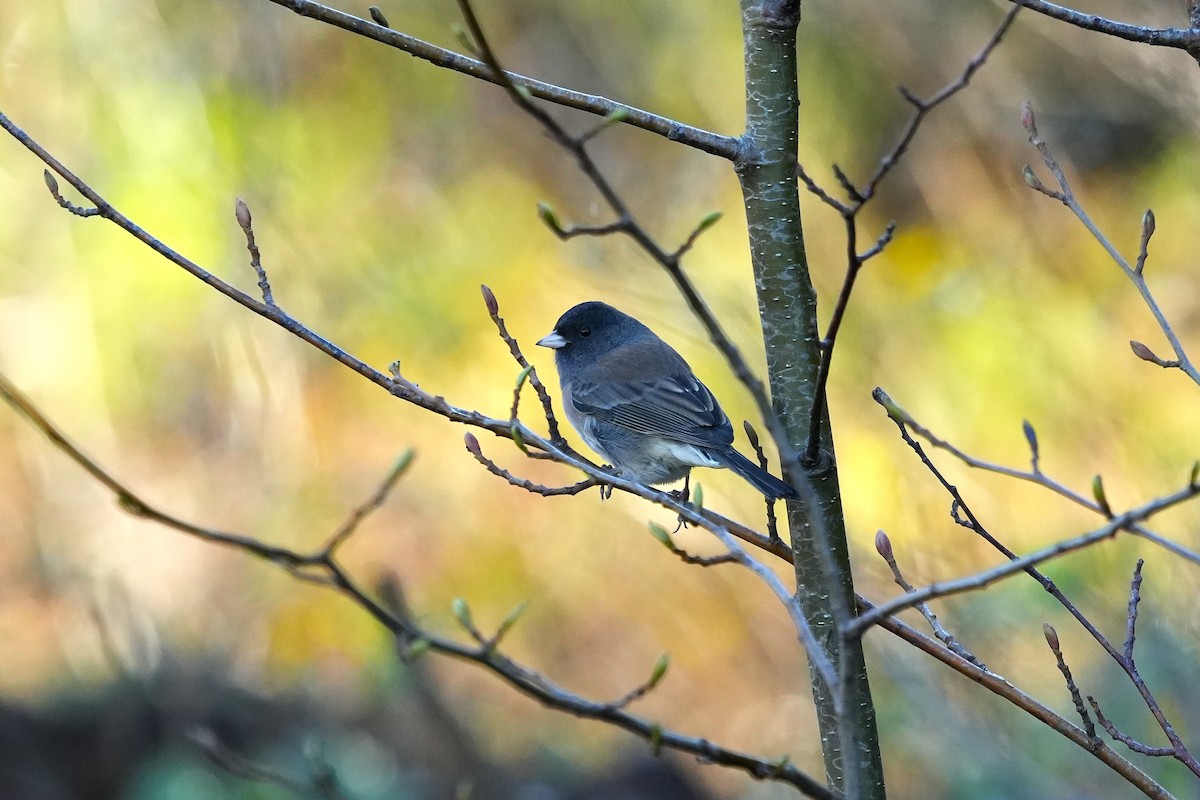 Dark-eyed Junco (Oregon) - ML643247653