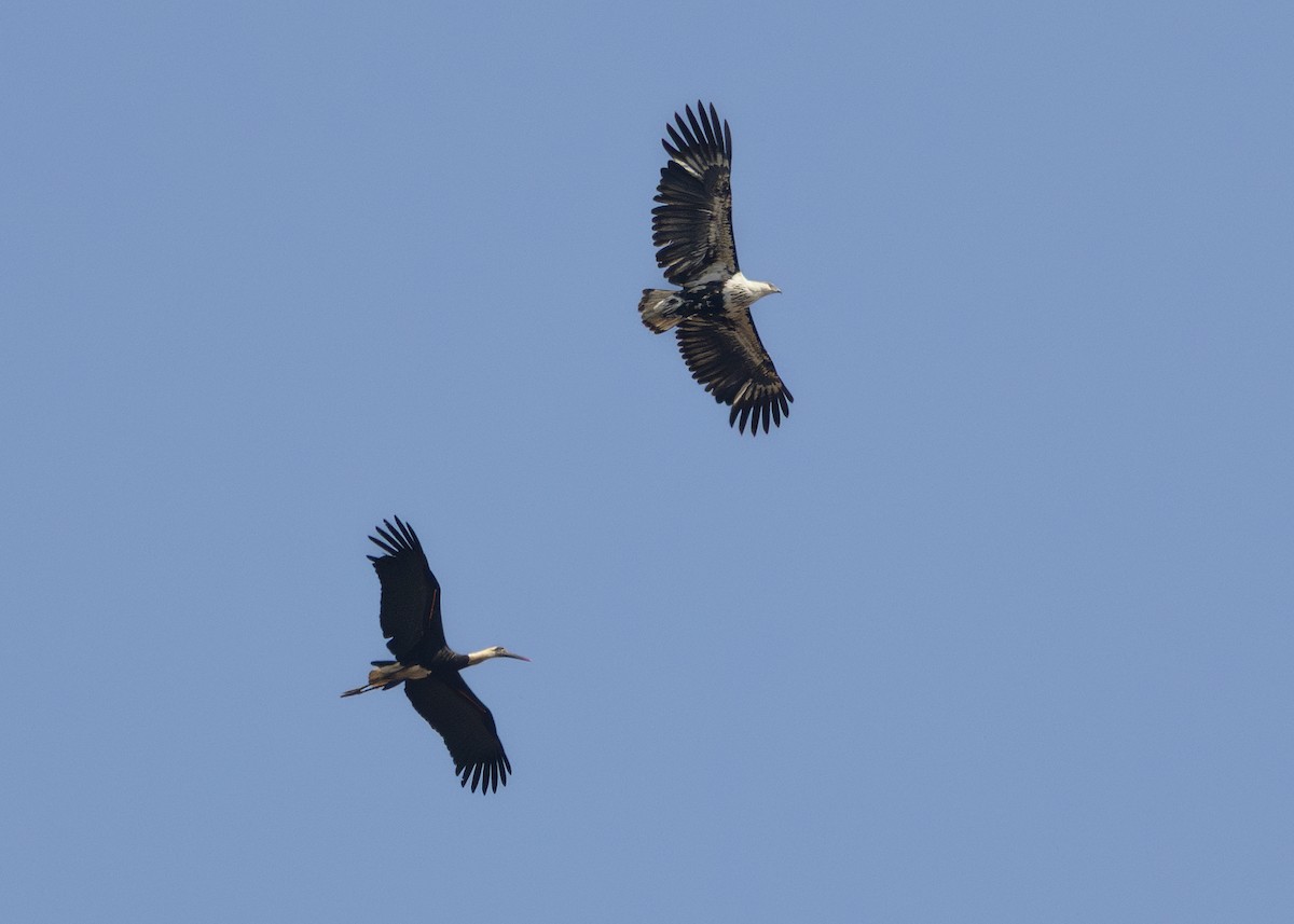 African Woolly-necked Stork - ML643247655