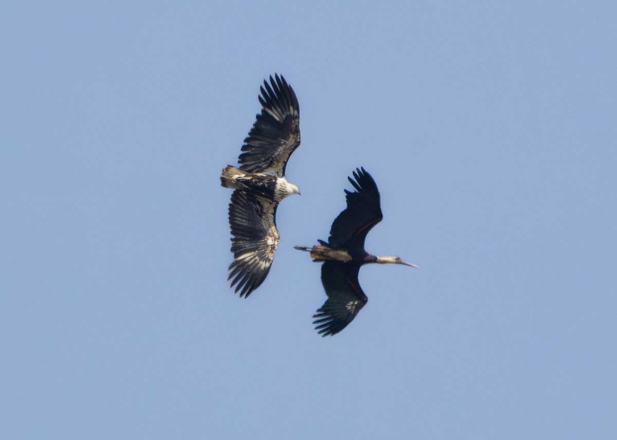 African Woolly-necked Stork - ML643247656