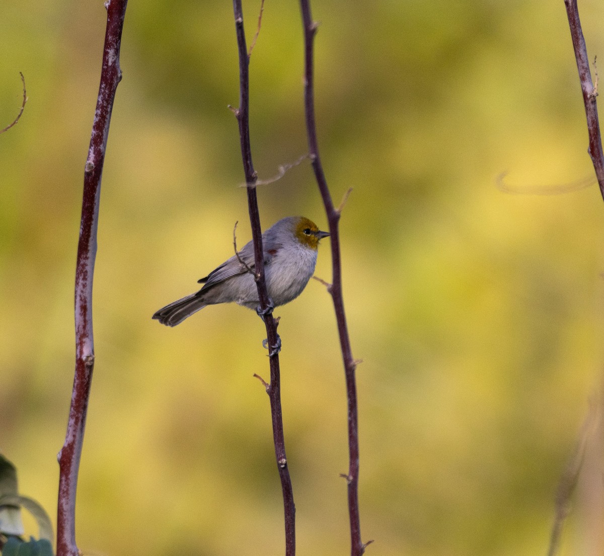 Verdin - ML643247660