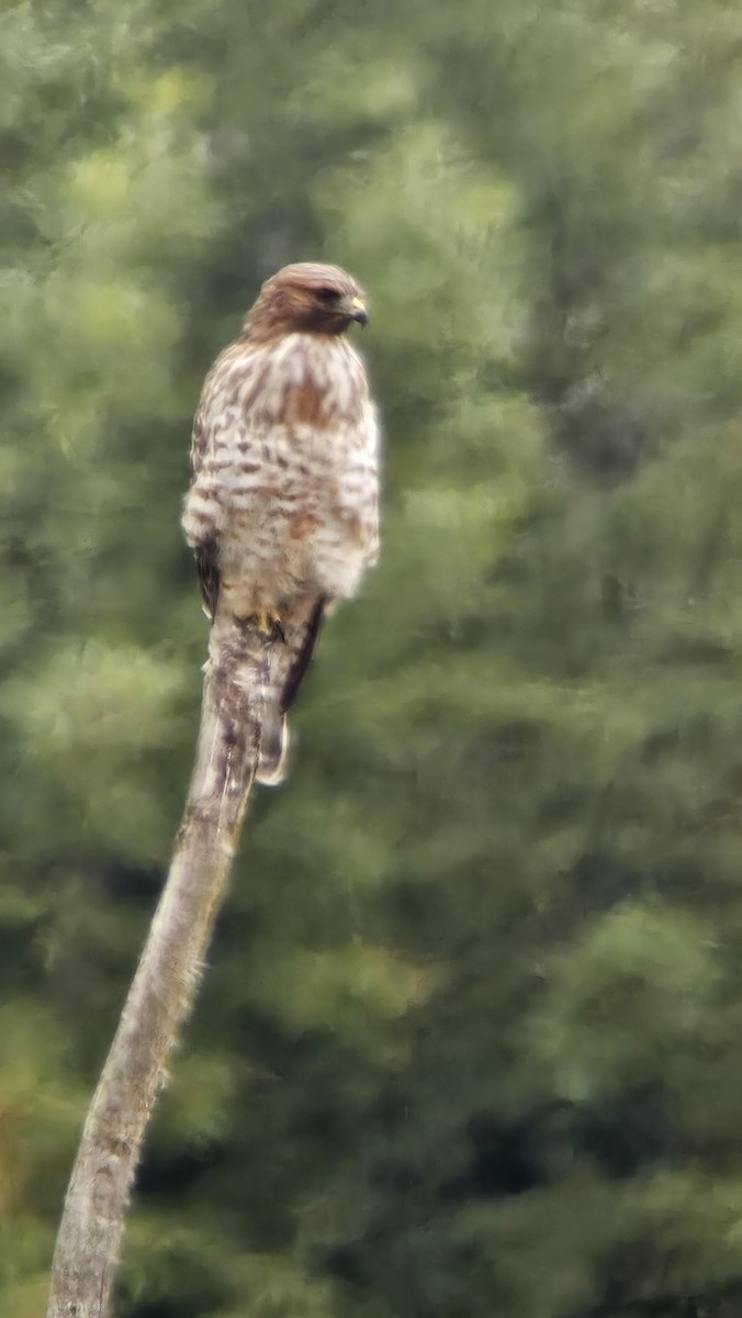 Red-shouldered Hawk (elegans) - ML643247675