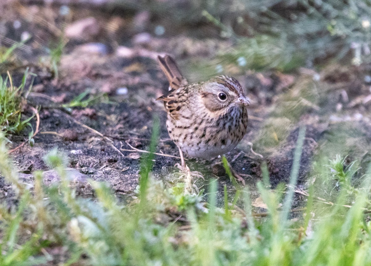 strnadec pruhohlavý - ML643247676