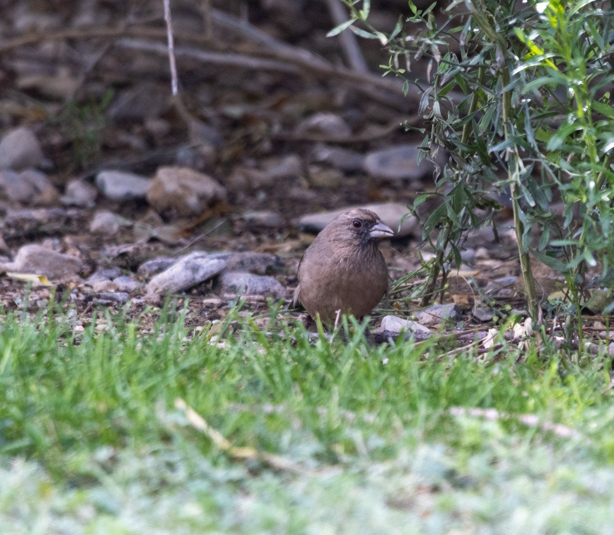 Abert's Towhee - ML643247680