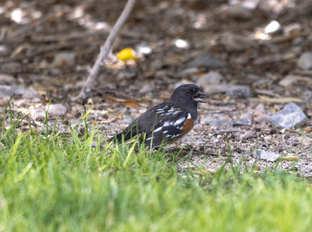 Spotted Towhee - ML643247687