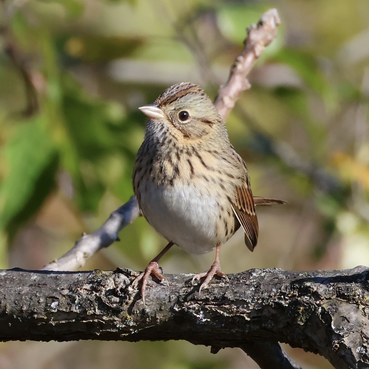 Lincoln's Sparrow - ML643247692