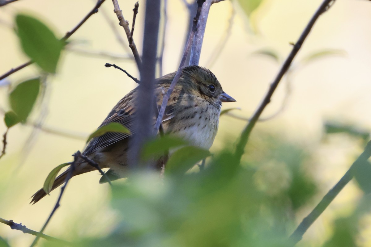 Lincoln's Sparrow - ML643247693