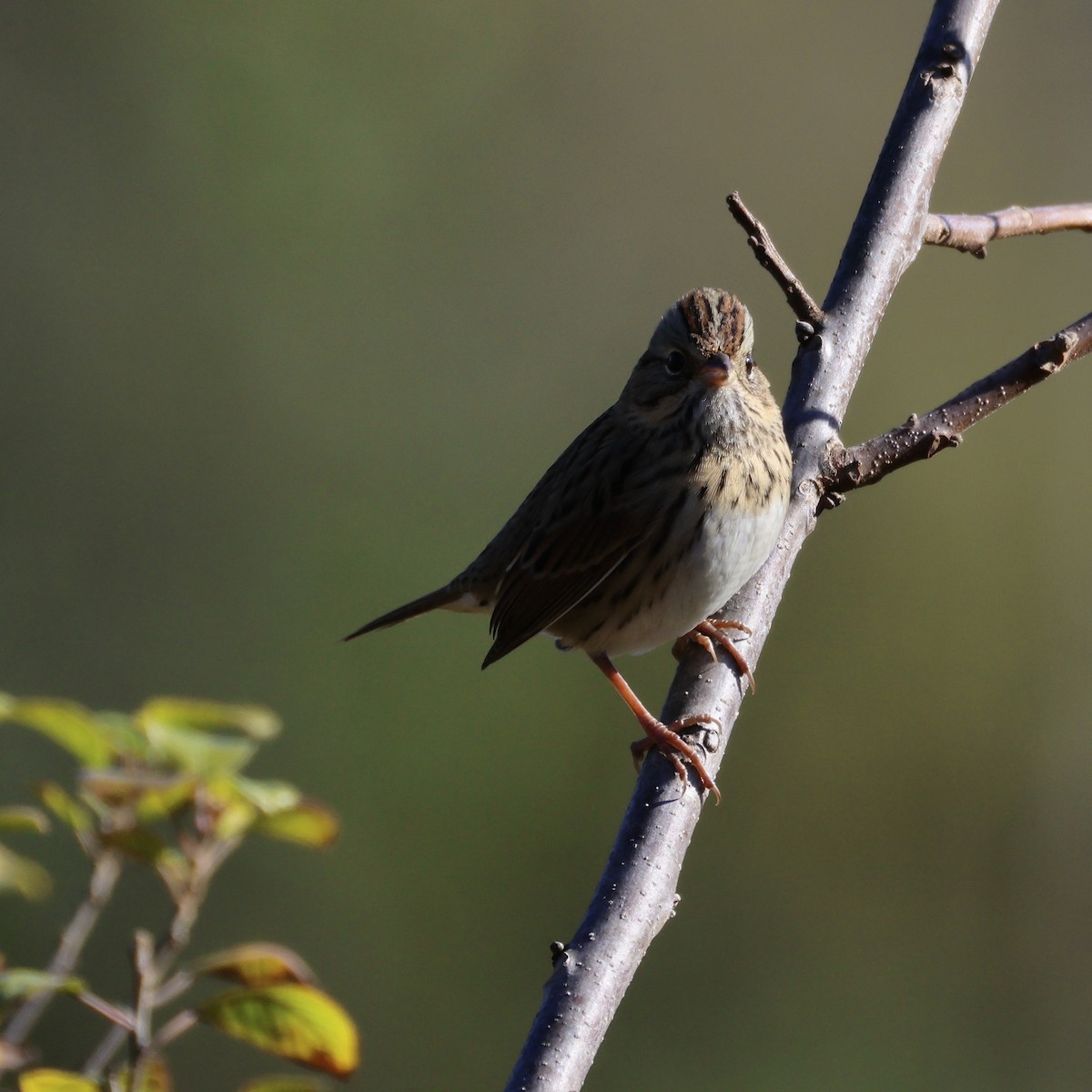 Lincoln's Sparrow - ML643247694