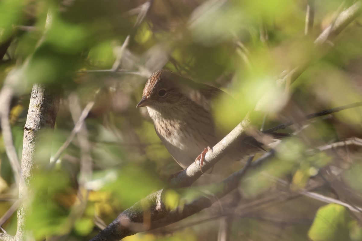Lincoln's Sparrow - ML643247695