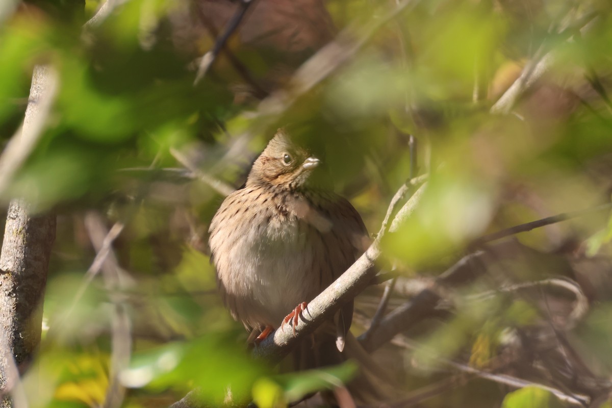Lincoln's Sparrow - ML643247697