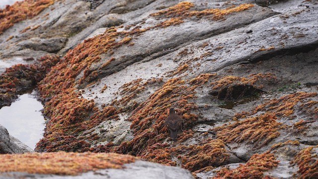 Seaside Cinclodes - ML643247717