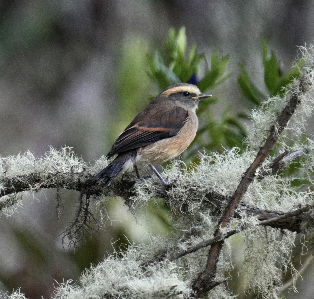 Brown-backed Chat-Tyrant - ML643247722