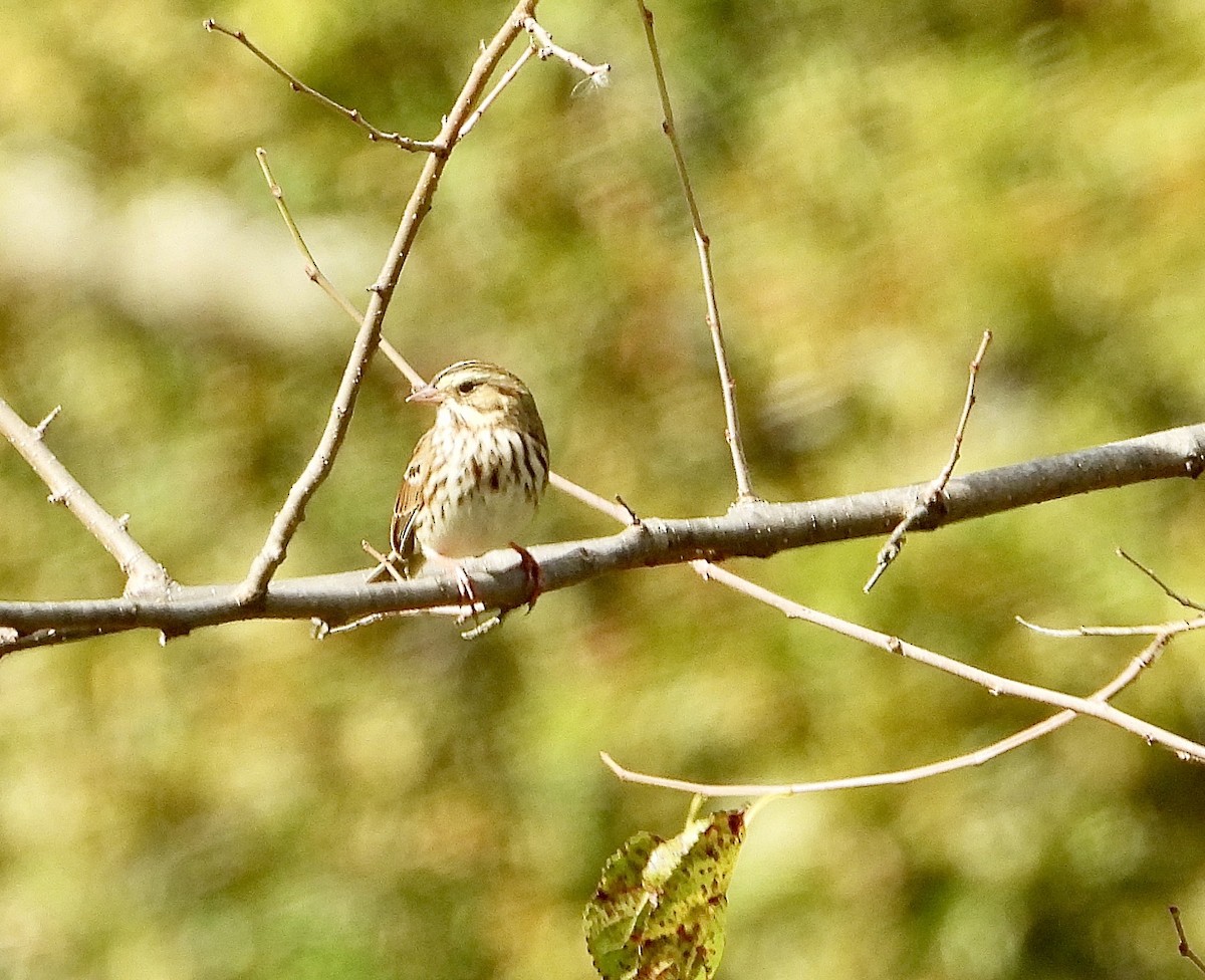 Savannah Serçesi - ML643247738