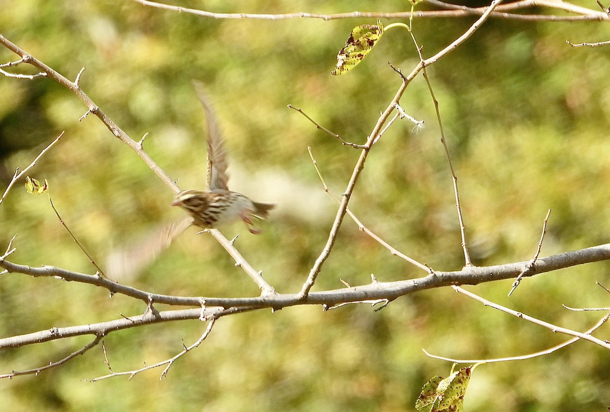 Savannah Serçesi - ML643247739