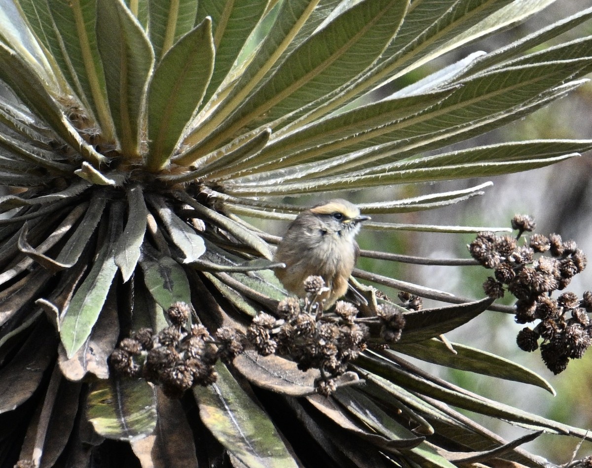 Brown-backed Chat-Tyrant - ML643247745