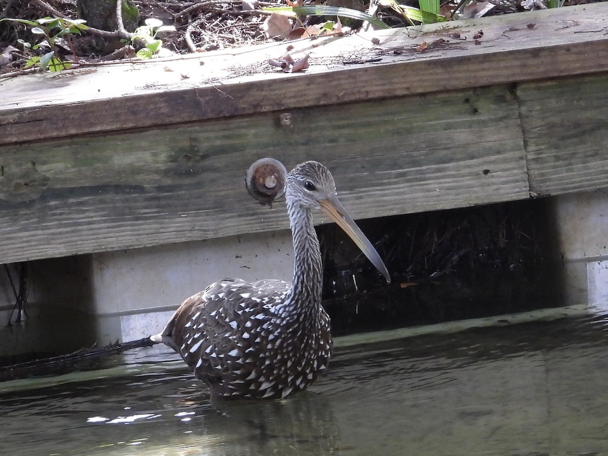 Limpkin - ML643247747