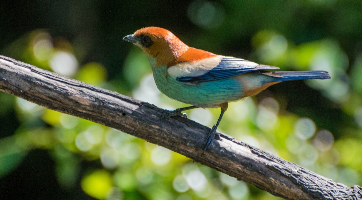 Chestnut-backed Tanager - ML643247752