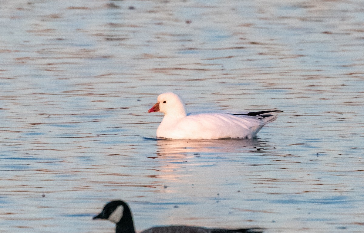 ヒメハクガン - ML643247758