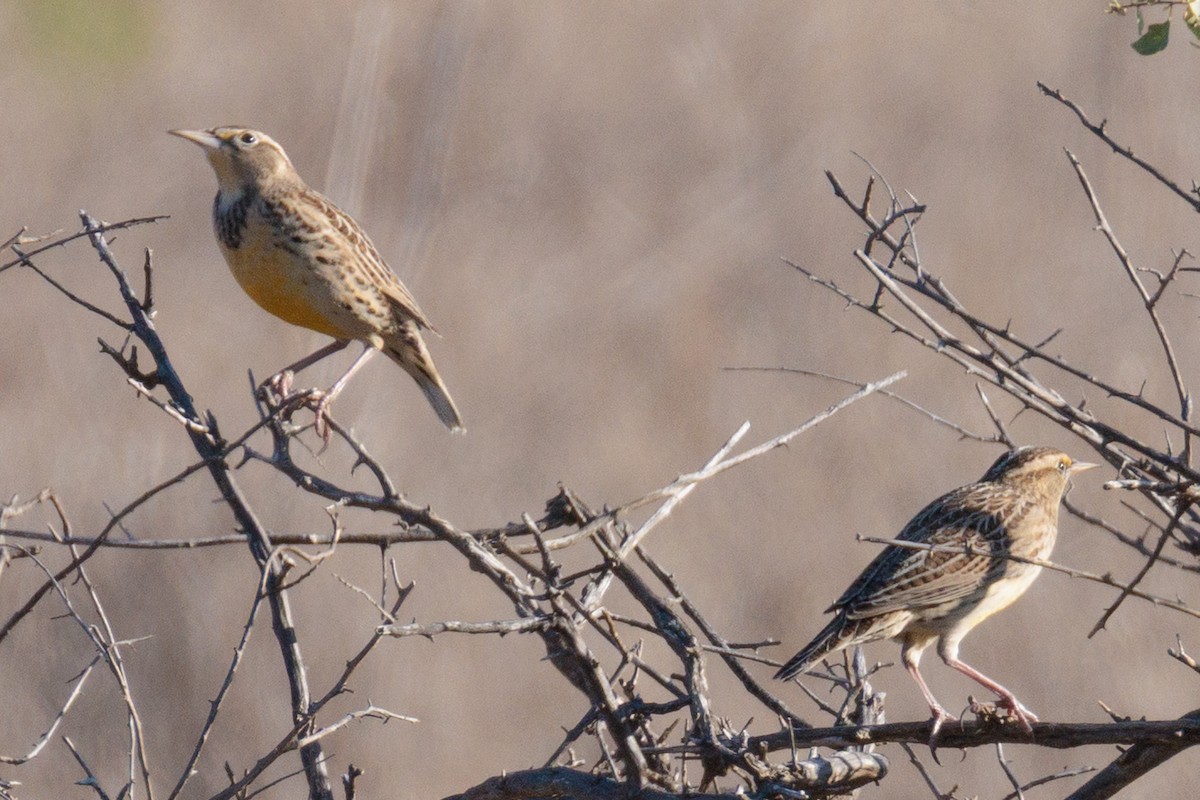 Western Meadowlark - ML643247780