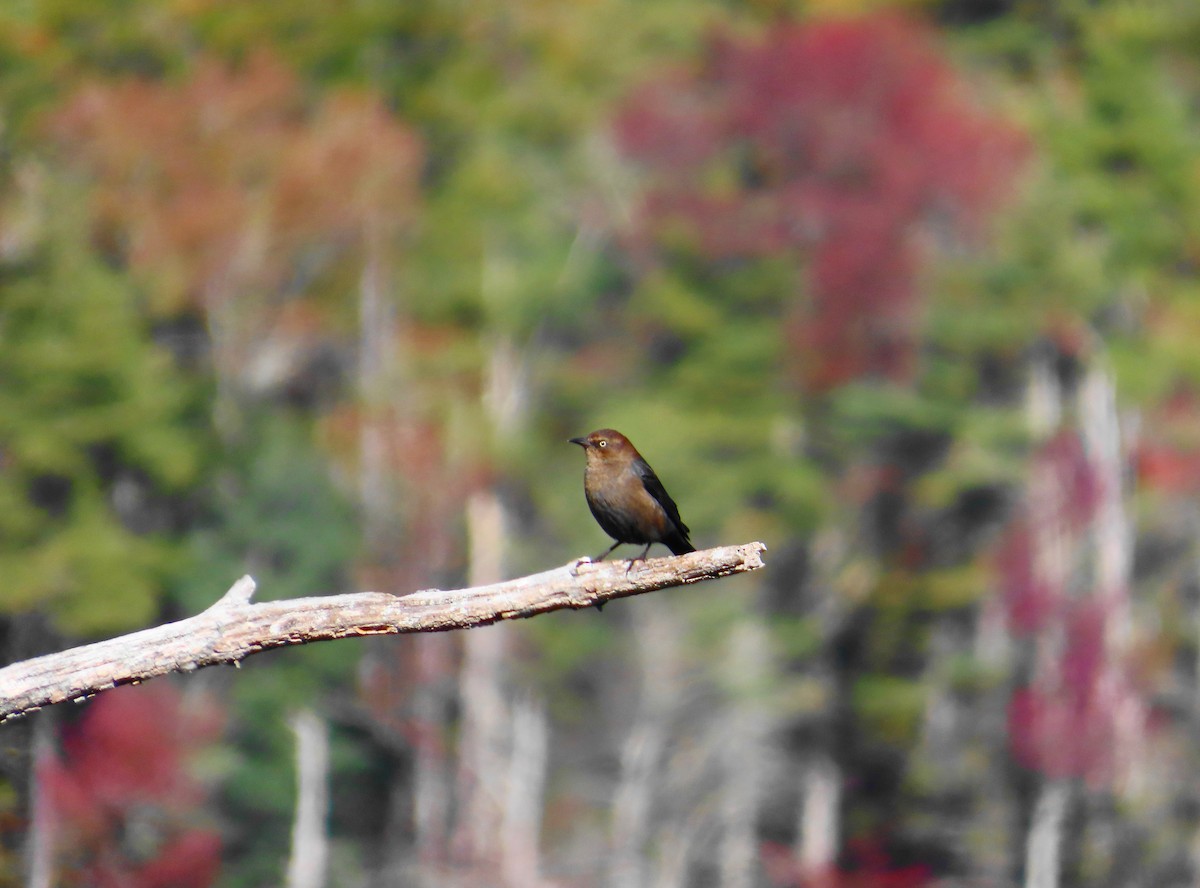 Rusty Blackbird - ML643247782
