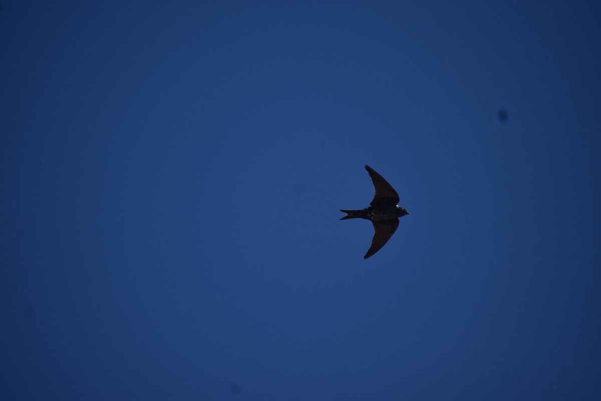 Southern Martin - ML643247783
