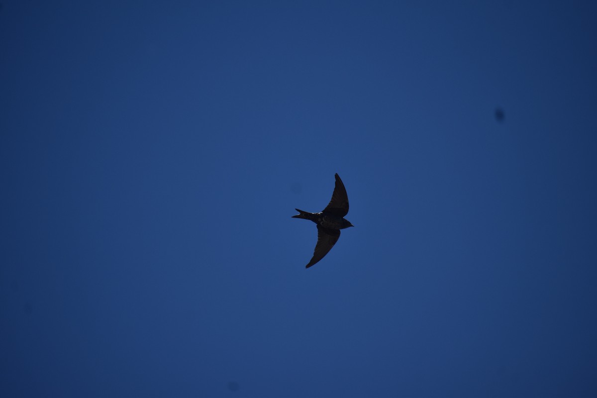Southern Martin - ML643247784