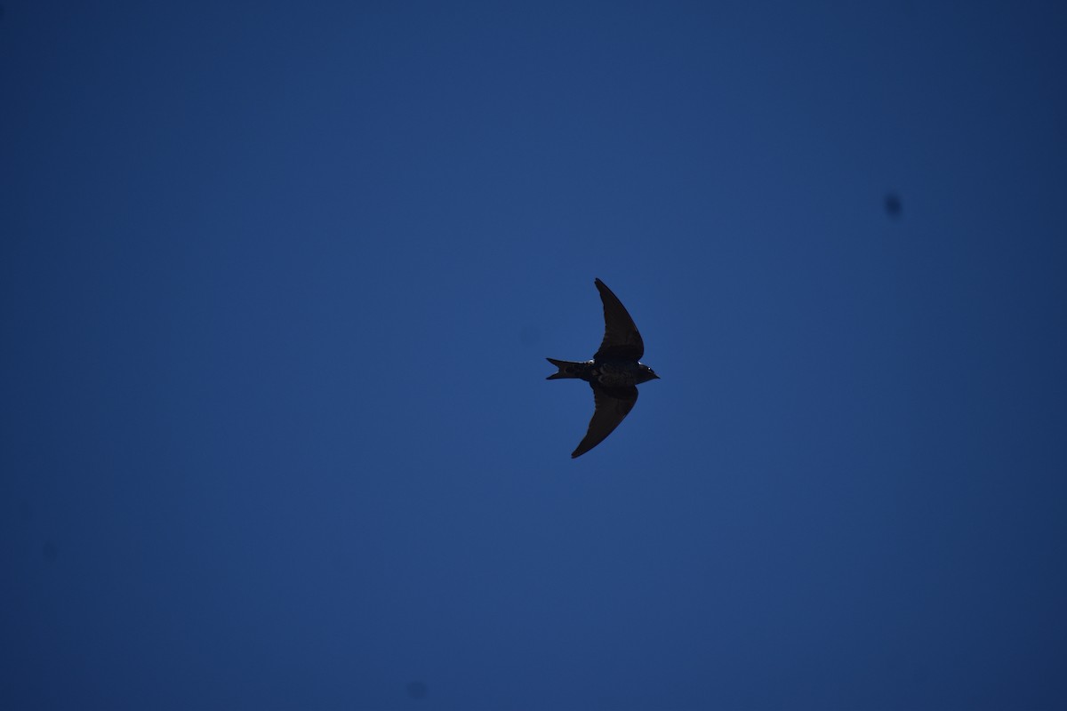 Southern Martin - ML643247785