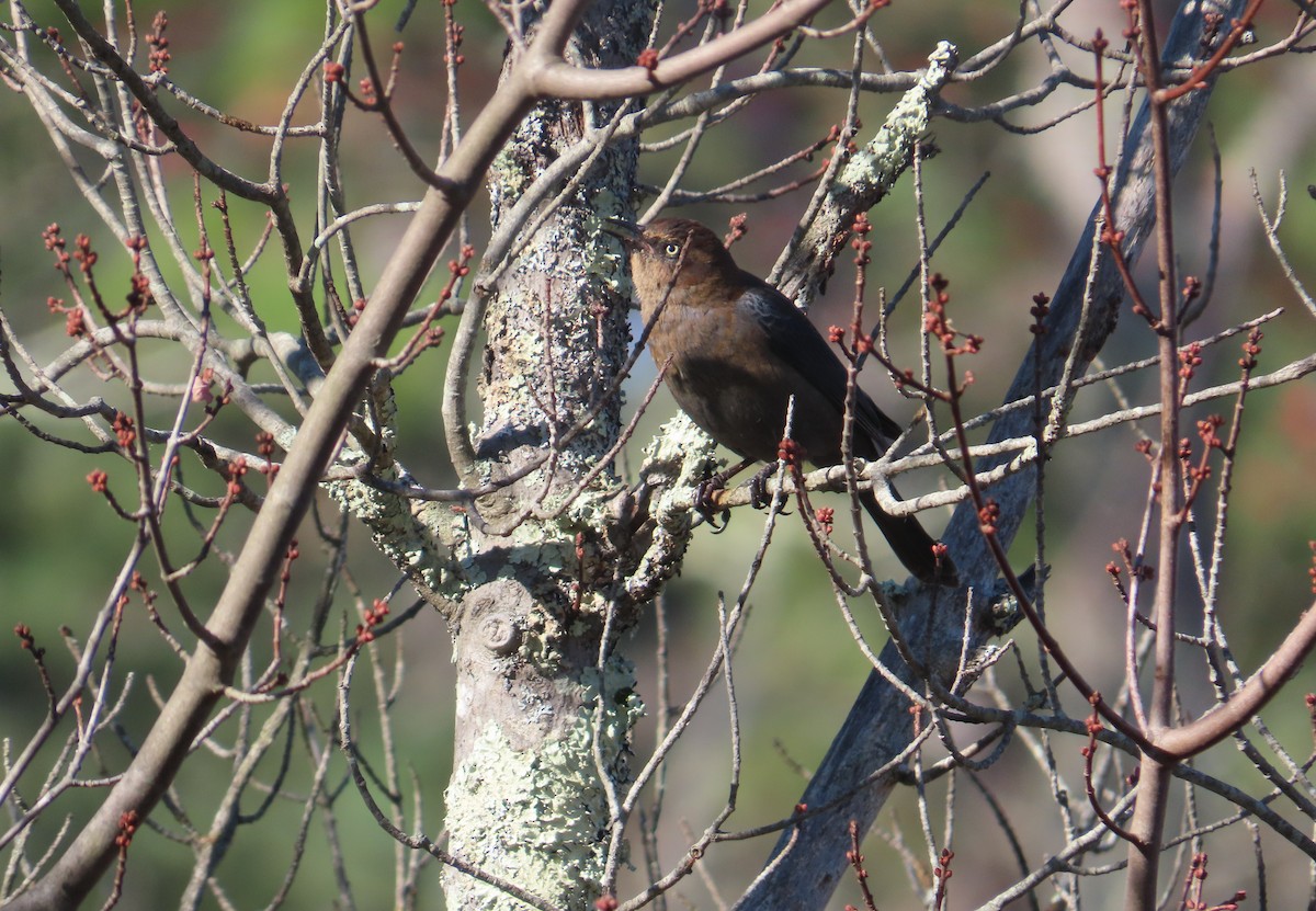 Rusty Blackbird - ML643247816