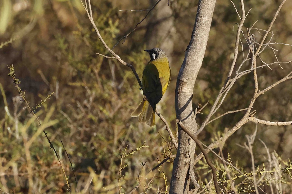 hvitørehonningeter - ML643247818