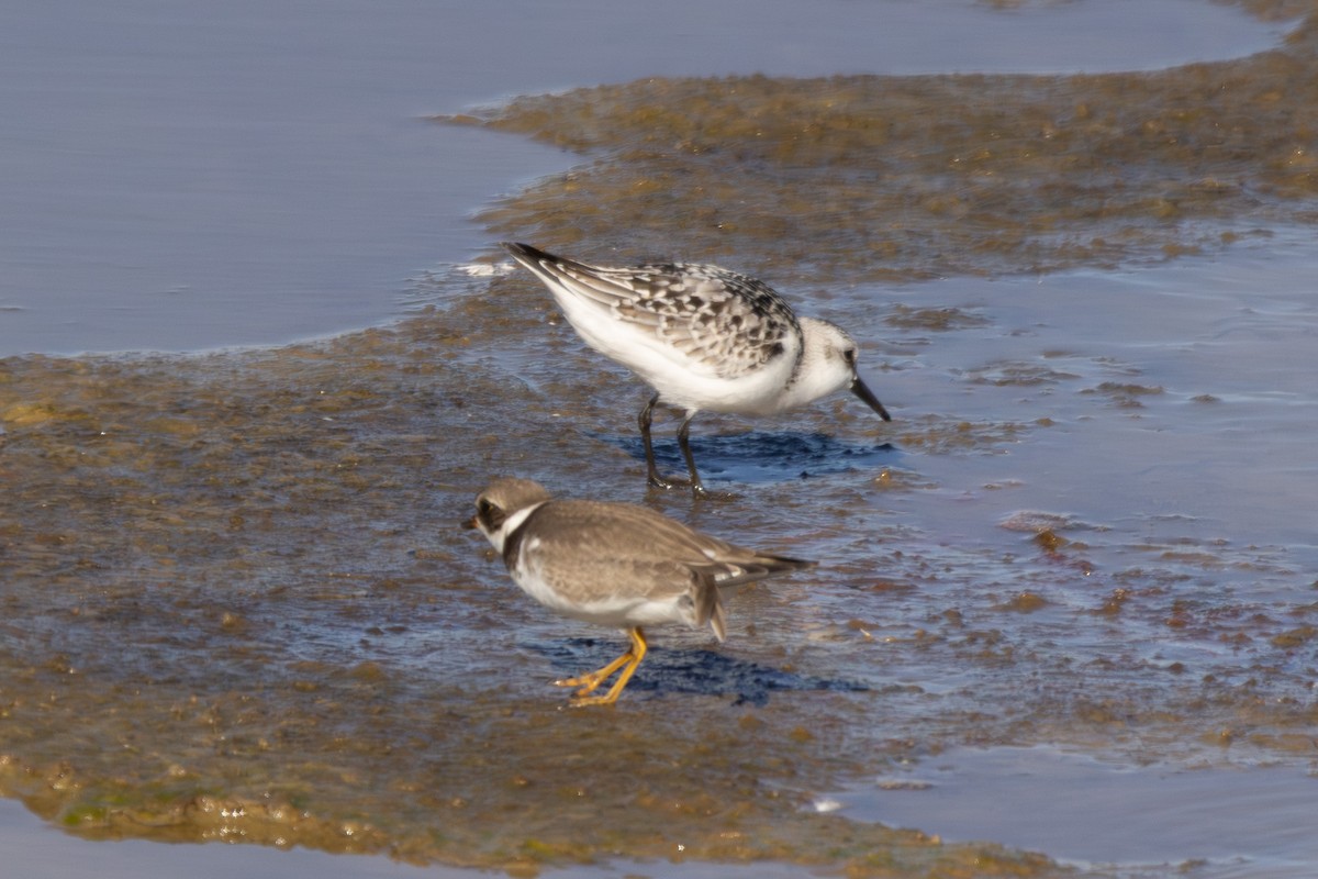 Sanderling - ML643247829