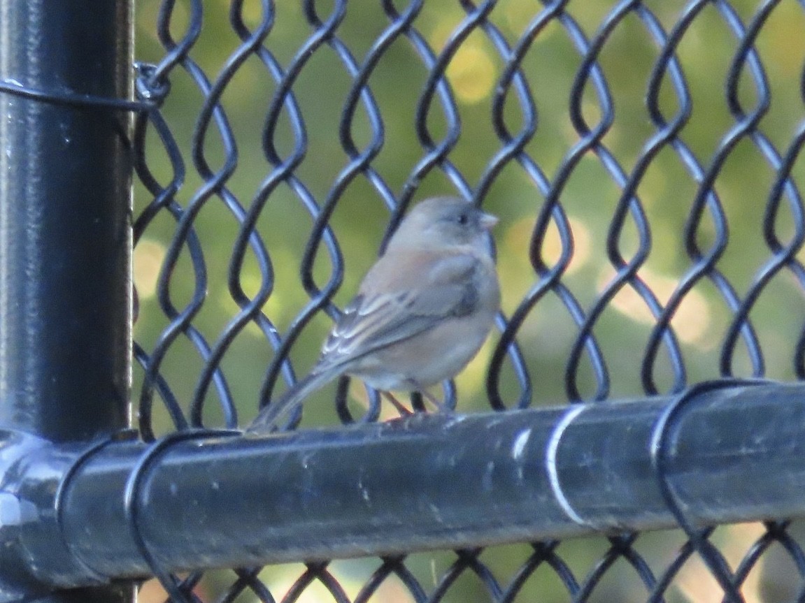Junco ardoisé - ML643247830