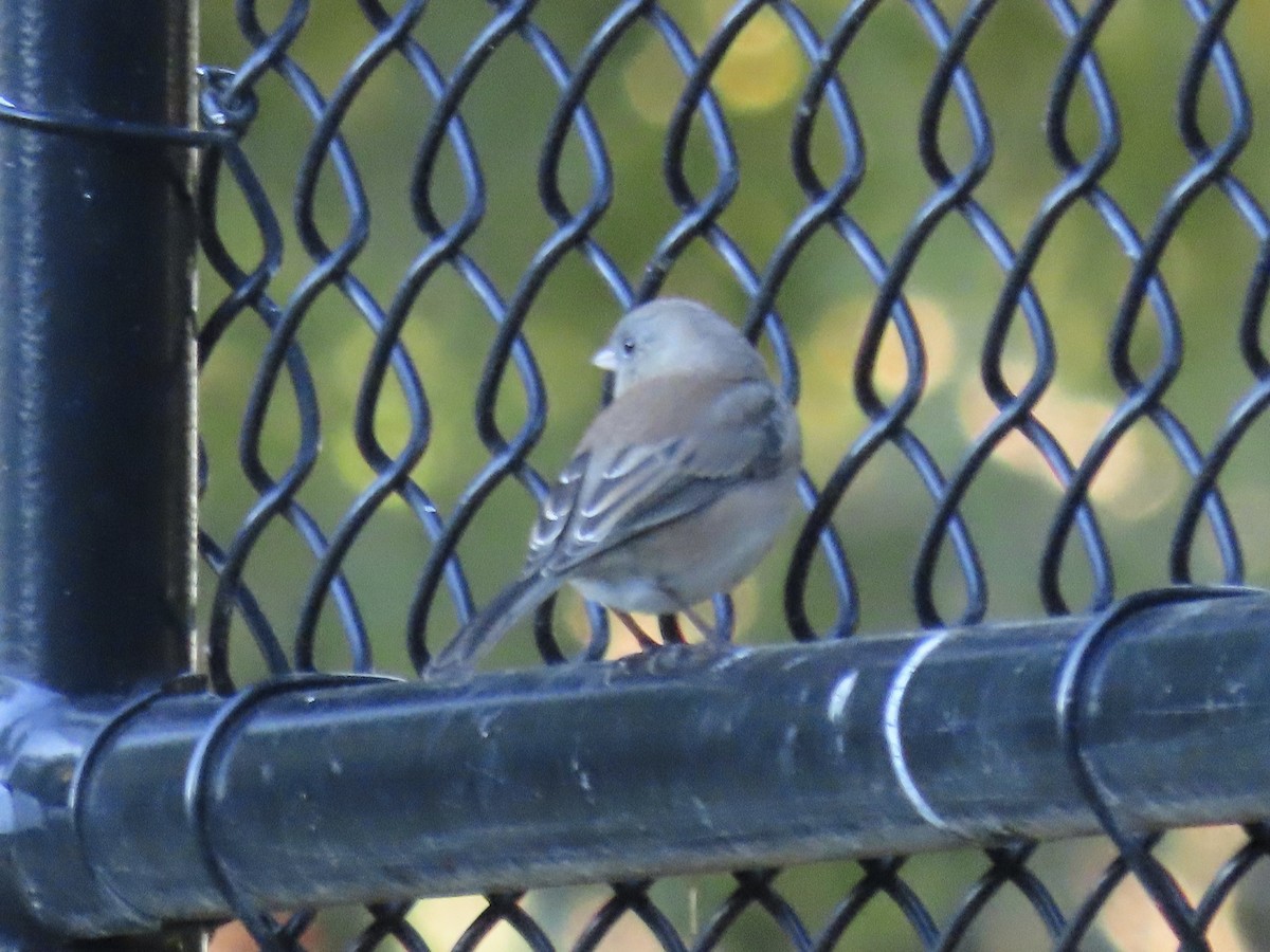 Junco ardoisé - ML643247831