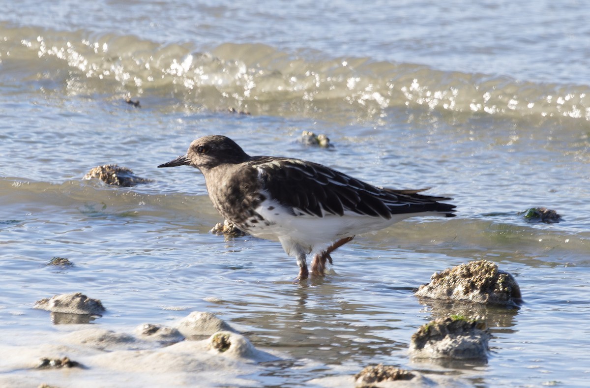 Black Turnstone - ML643247846