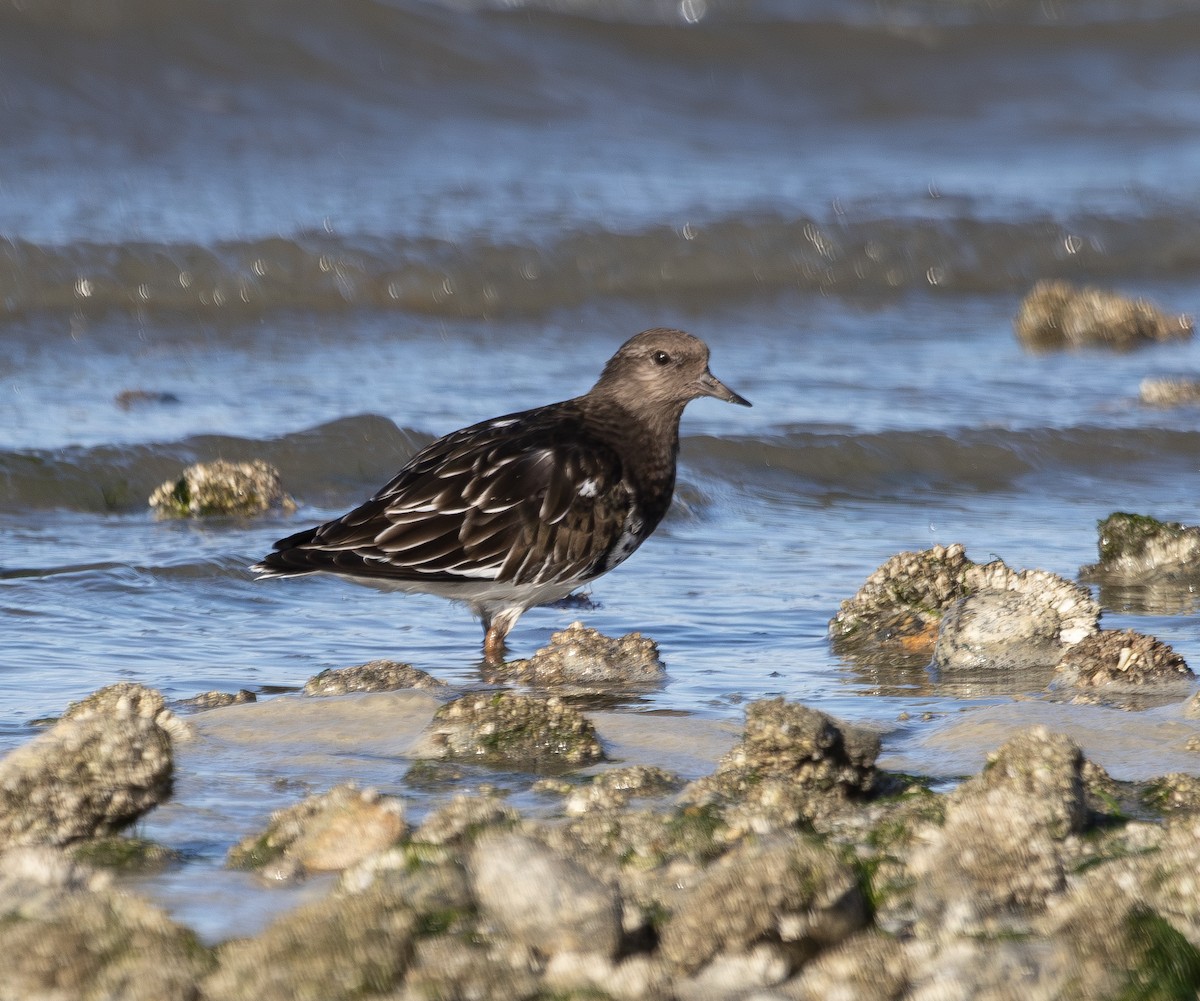 Black Turnstone - ML643247862