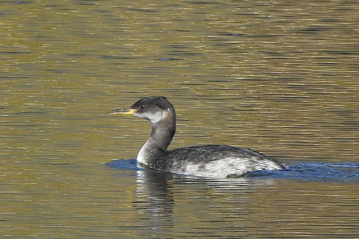 Red-necked Grebe - ML643247874