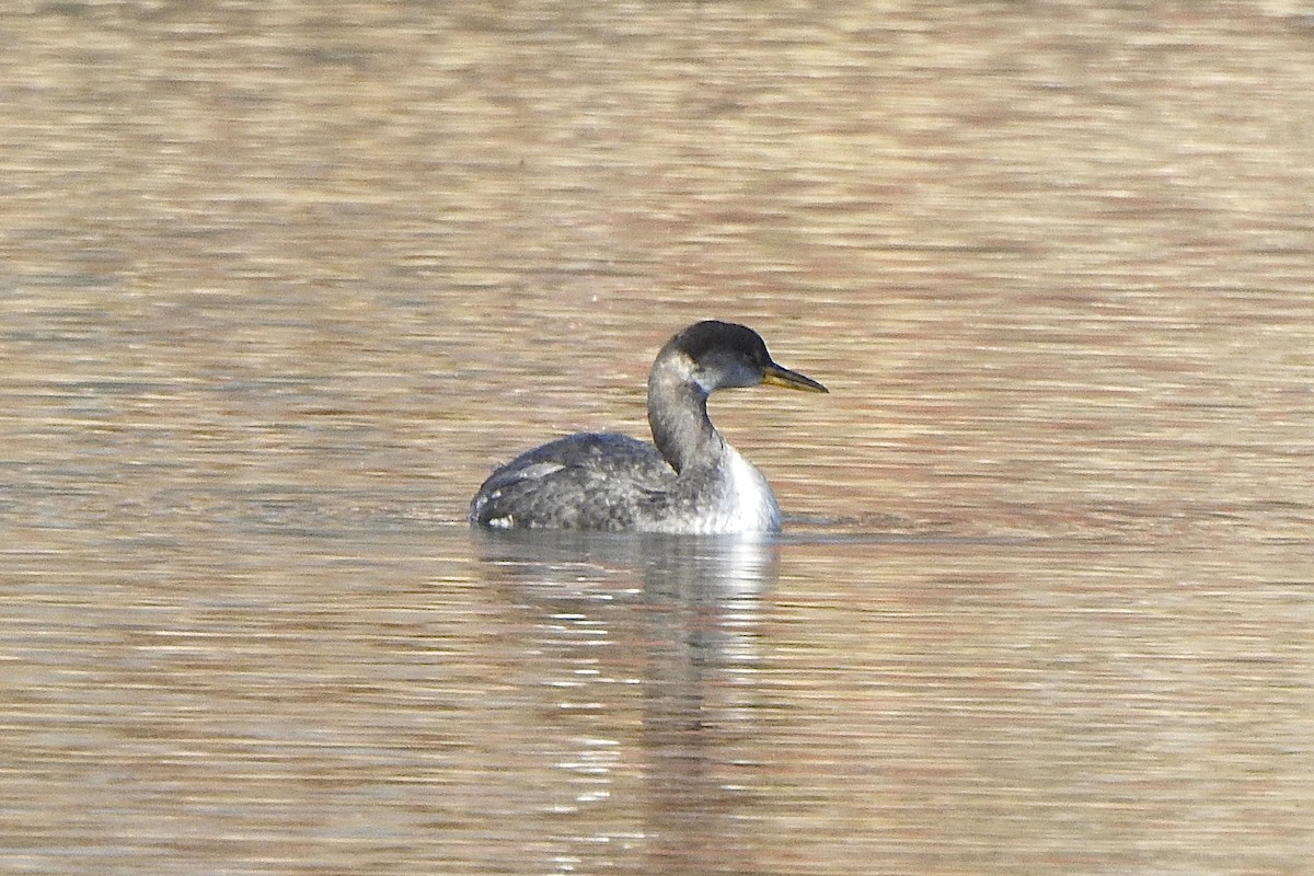 Red-necked Grebe - ML643247875
