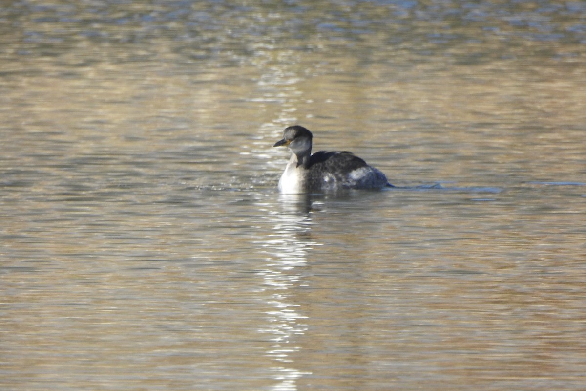 Red-necked Grebe - ML643247876
