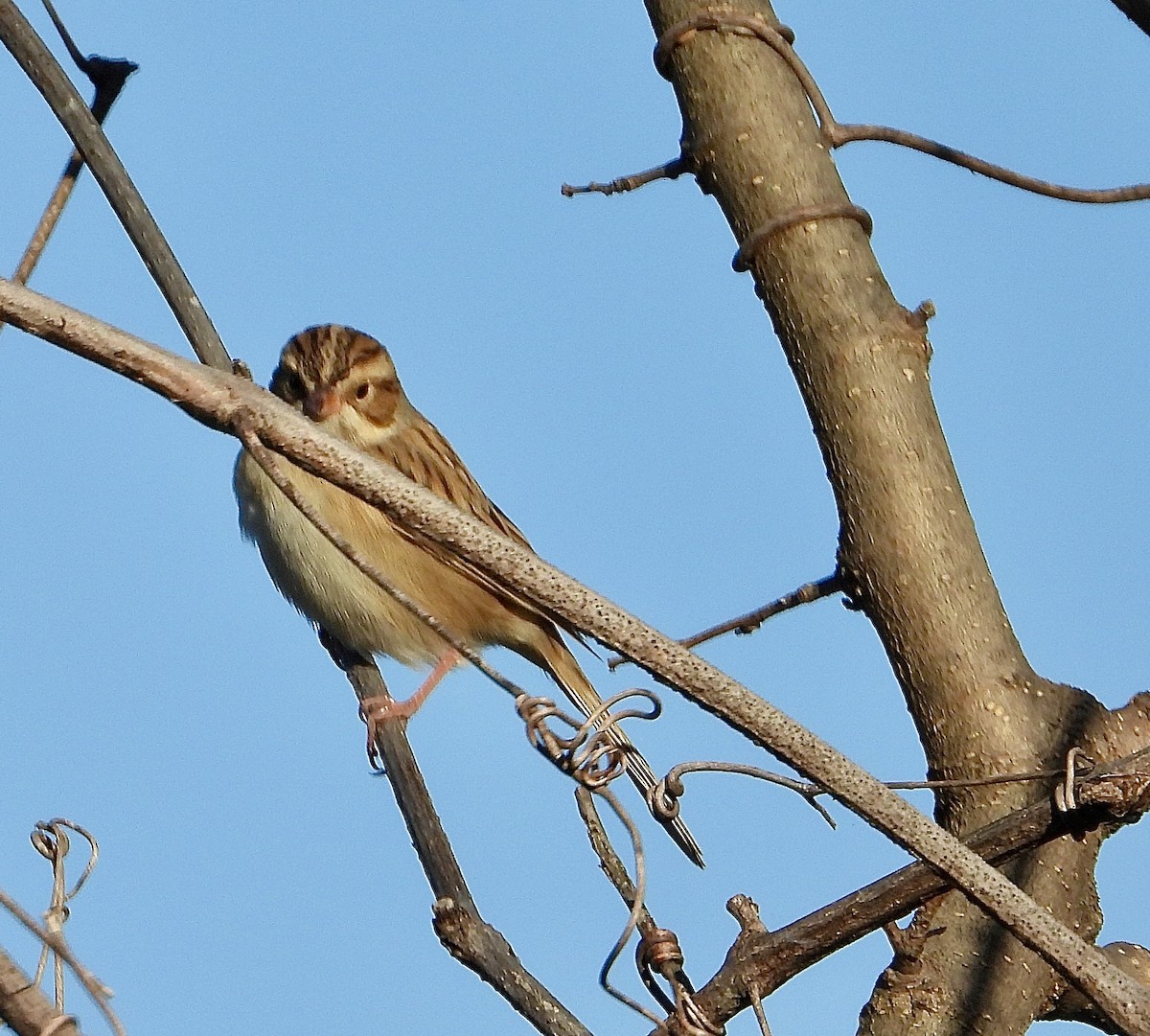 Kil Rengi Serçe - ML643247900