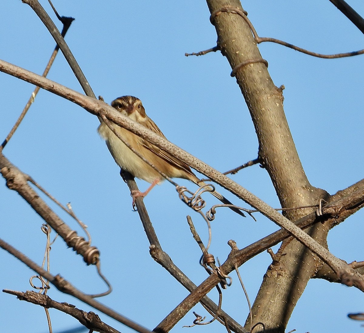 Kil Rengi Serçe - ML643247901