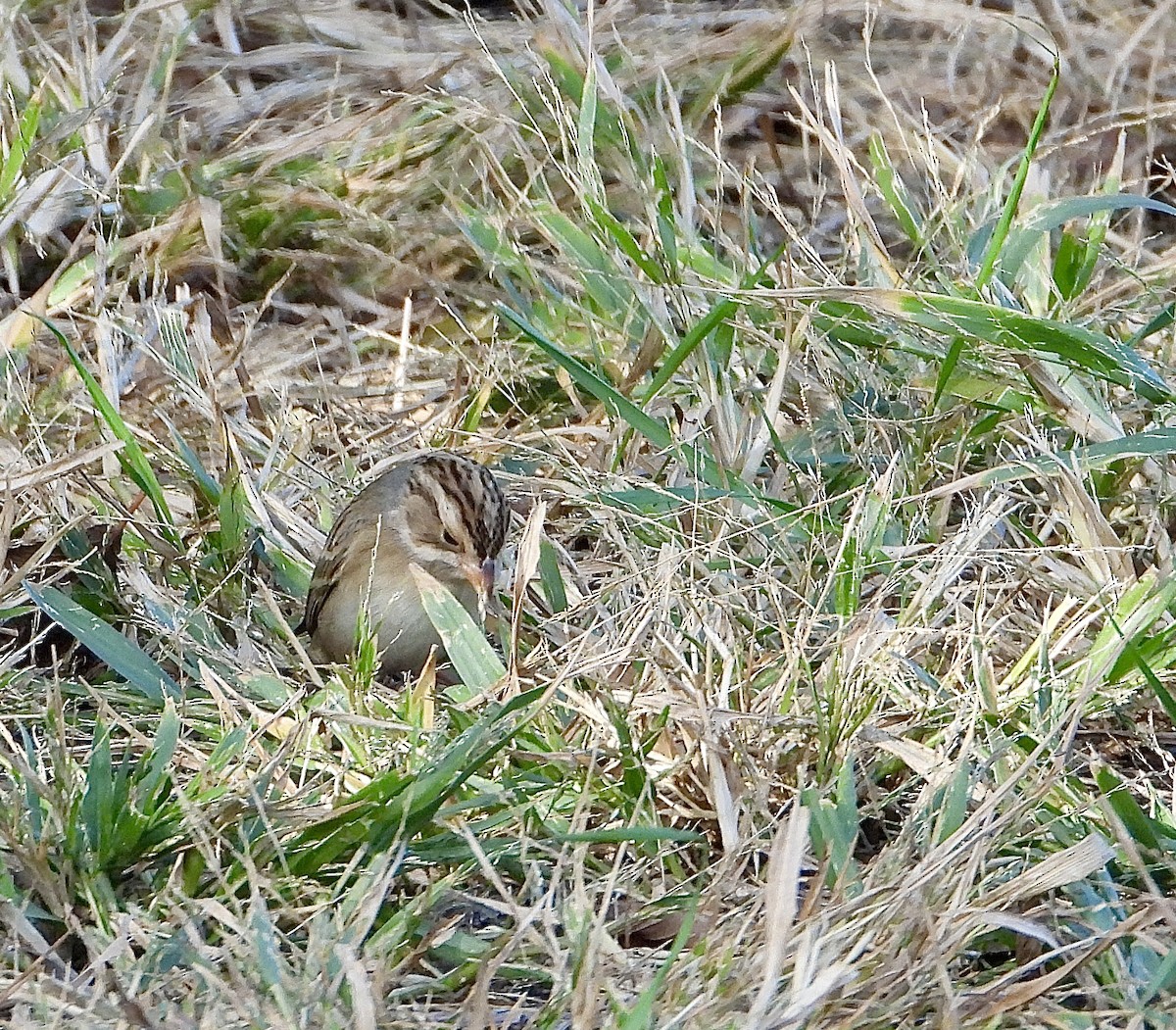 Kil Rengi Serçe - ML643247902