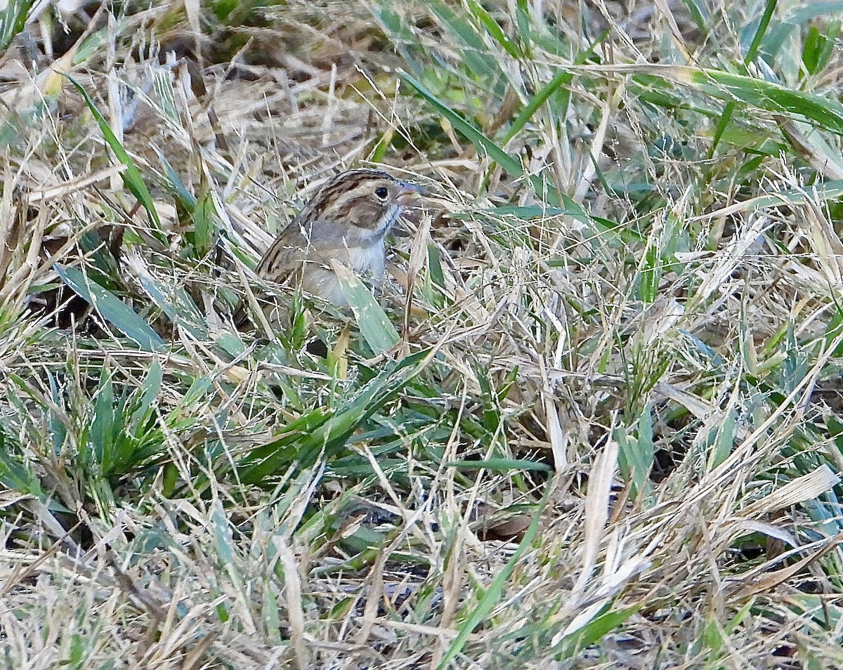 Kil Rengi Serçe - ML643247903