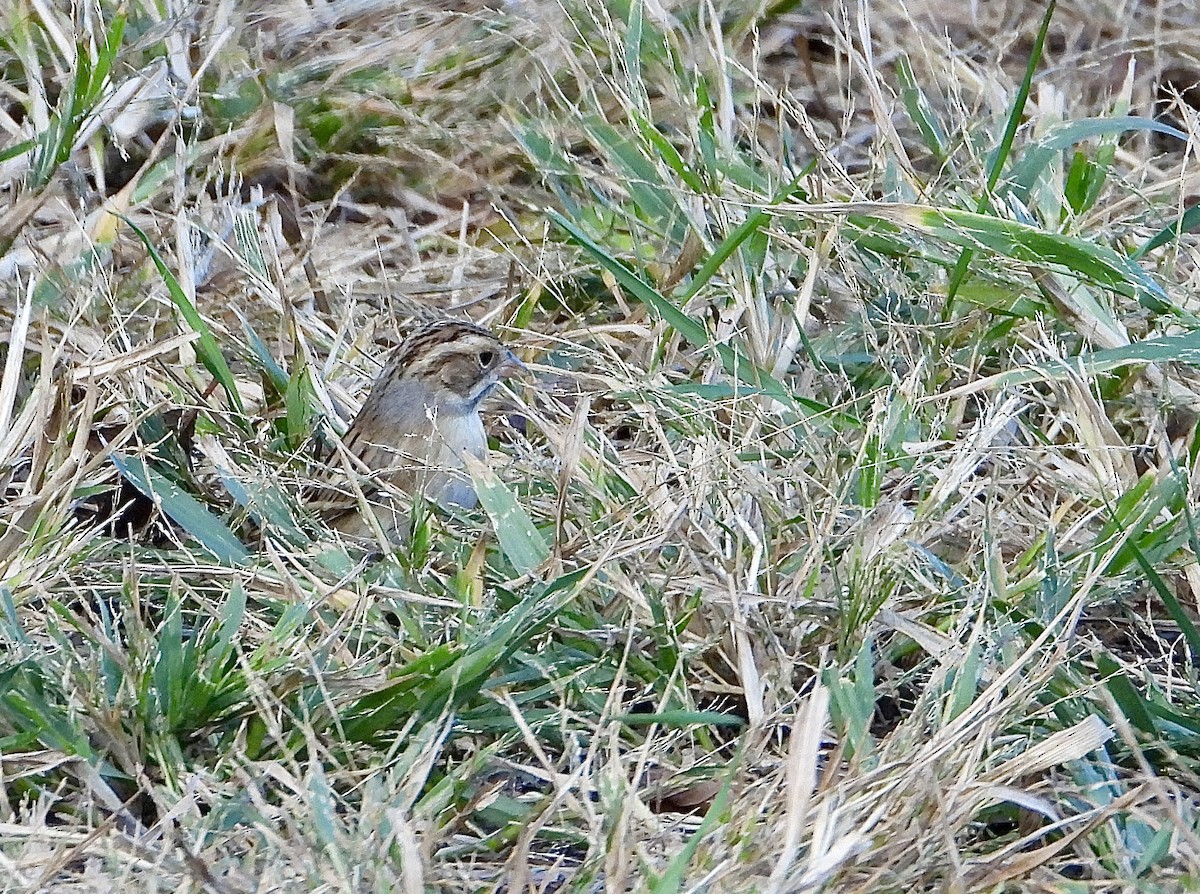 Kil Rengi Serçe - ML643247904