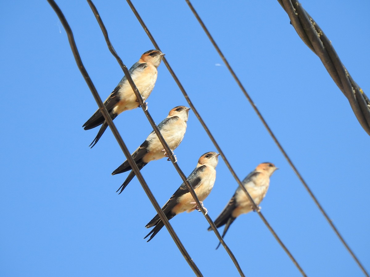 European Red-rumped Swallow - ML643247915