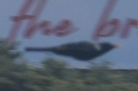 Eurasian Blackbird - ML643247930