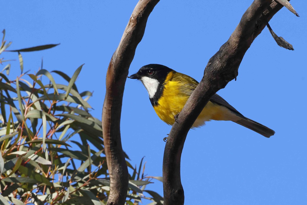 Golden Whistler (Western) - ML643247943