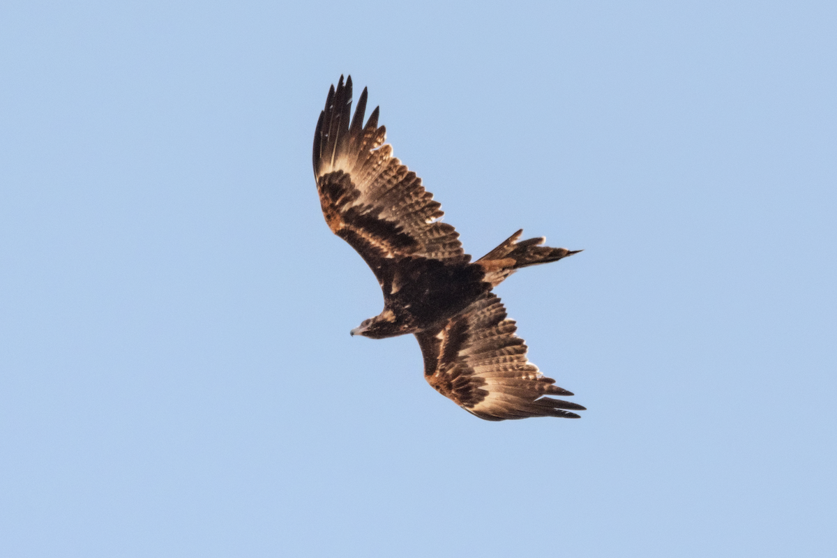Wedge-tailed Eagle - ML643247945